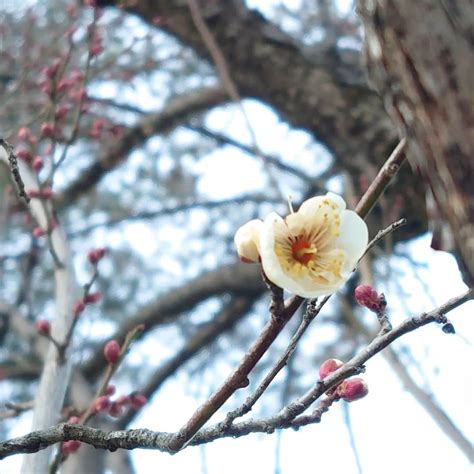 陽樹|陽樹（ようじゅ）とは？ 意味・読み方・使い方をわかりやすく。